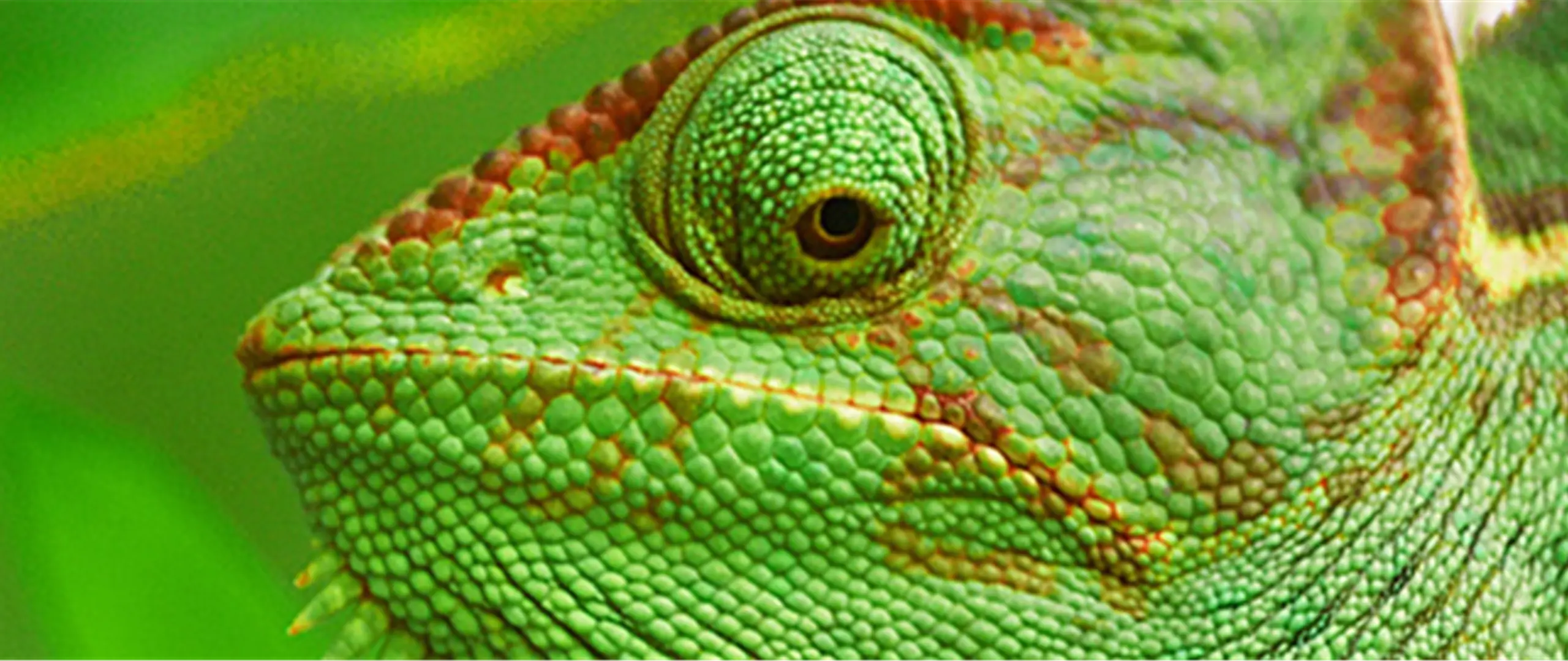 Hier handelt es sich um ein dekoratives Bildelement.