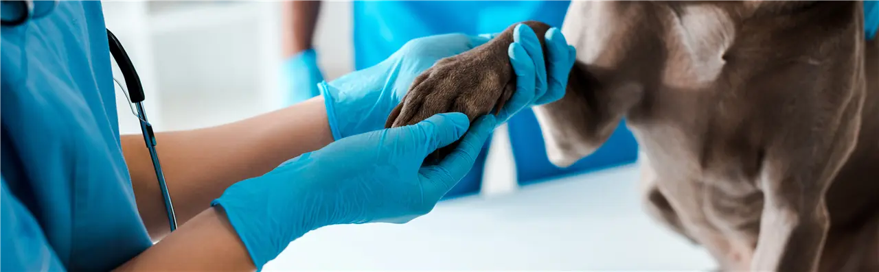Der Inhalt zeigt einen Tierarzt oder eine Tierpflegerin, die die Pfote eines Hundes untersucht. Beide tragen Handschuhe aus hygienischen Gr&uuml;nden. Die Szene deutet auf eine tier&auml;rztliche Untersuchung hin.