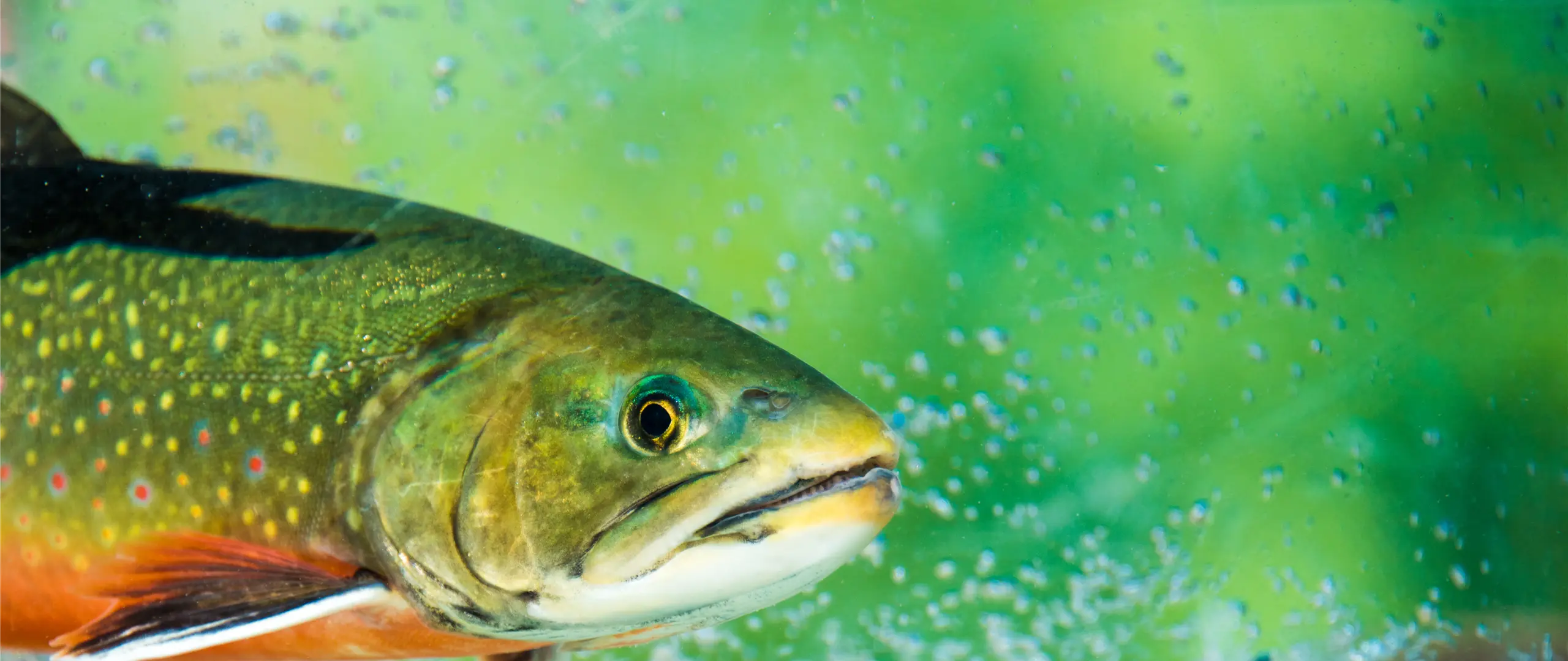 Hier handelt es sich um ein dekoratives Bildelement.