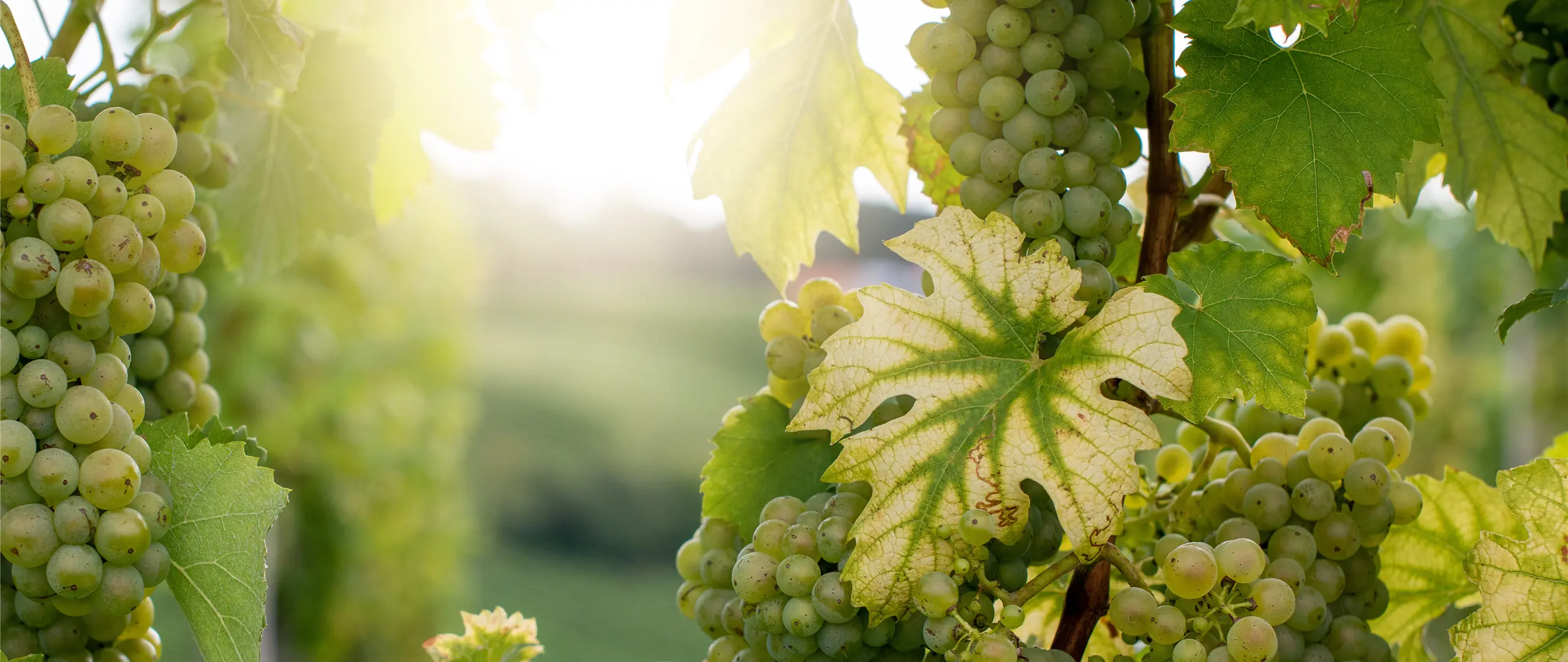 Hier handelt es sich um ein dekoratives Bildelement.